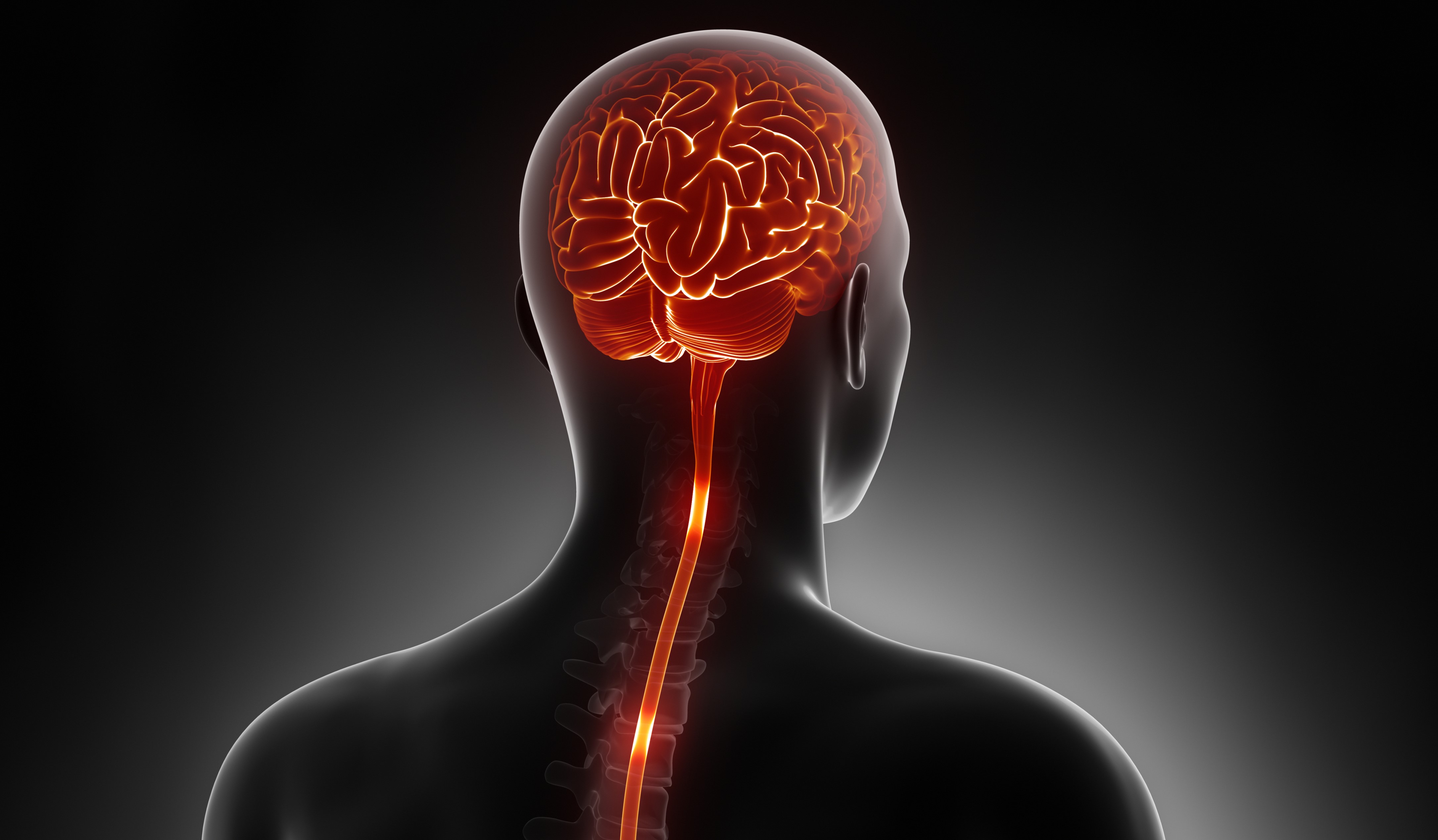Заболевания головного и спинного мозга. Amyotrophic lateral Sclerosis. Нервная система человека фото. Spinal Cord stimulation. Развитие спинного мозга фото.